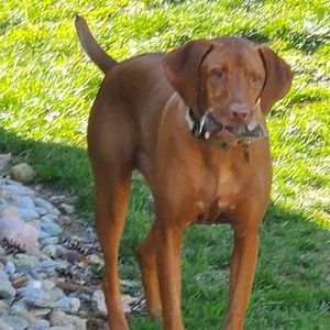 Meet your Posher, Roger